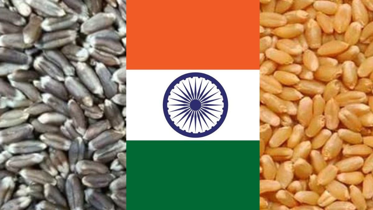 Difference between black wheat and normal wheat in India