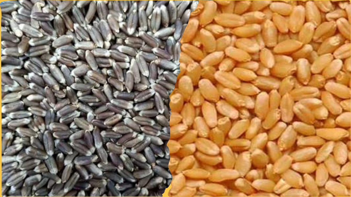Differences between black wheat and normal wheat
